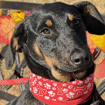 Thumbnail photo of NOVA #1