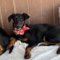 Thumbnail photo of NOVA #4