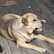 Thumbnail photo of Joji #2