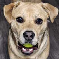 Thumbnail photo of Joji #3