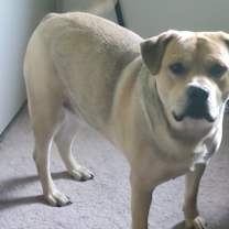 Thumbnail photo of Joji #4