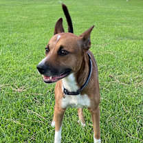 Thumbnail photo of Thor #1