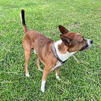 Thumbnail photo of Thor #3