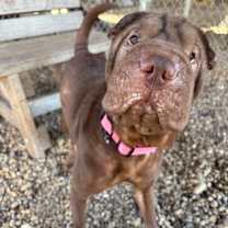 Thumbnail photo of Aggie #1