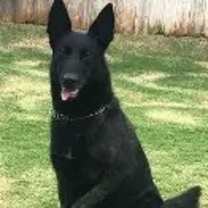 Thumbnail photo of Layla #1