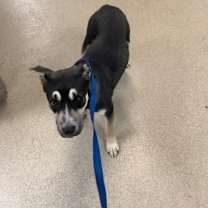 Thumbnail photo of Baby Bop #1