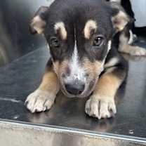 Thumbnail photo of Baby Bop #2