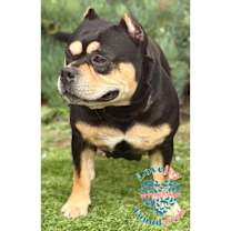 Thumbnail photo of Sasha MB #2