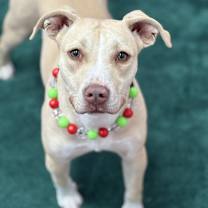 Thumbnail photo of Cierra #1