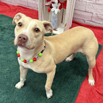 Thumbnail photo of Cierra #3