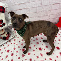 Thumbnail photo of Sheeba #2