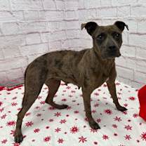 Thumbnail photo of Sheeba #3