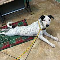 Thumbnail photo of Cadbury #1