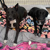 Thumbnail photo of Chavi #1