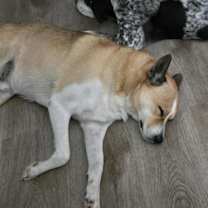 Thumbnail photo of Ruby #3