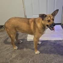 Thumbnail photo of Smokey #1