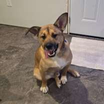 Thumbnail photo of Smokey #2