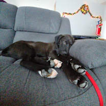 Thumbnail photo of Tommie/Sig #2