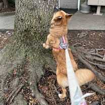 Thumbnail photo of Vulpix #2