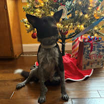 Thumbnail photo of Pumpkin #3