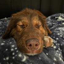 Thumbnail photo of Rondo #4