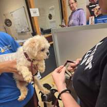 Thumbnail photo of Norman #2