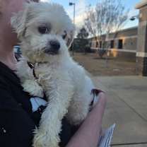 Thumbnail photo of Norman #4