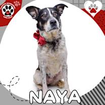 Thumbnail photo of NAYA #1