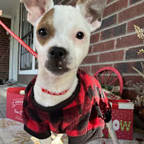 Thumbnail photo of Levi #1