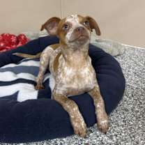 Thumbnail photo of Cane #4