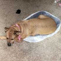 Thumbnail photo of Puffin #2