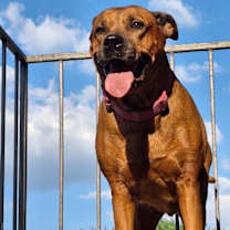 Thumbnail photo of Puffin #4