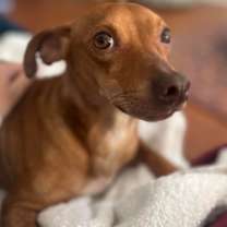 Thumbnail photo of Rudy #2