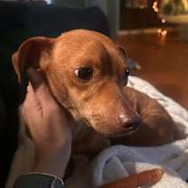 Thumbnail photo of Rudy #3