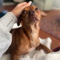 Thumbnail photo of Rudy #4