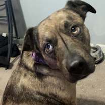 Thumbnail photo of Nebula #3