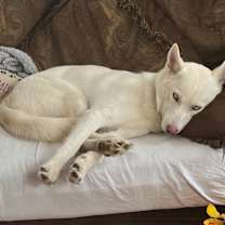 Thumbnail photo of Bubba #1