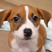 Thumbnail photo of Broom #1