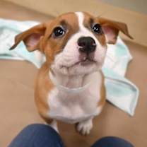 Thumbnail photo of Broom #2