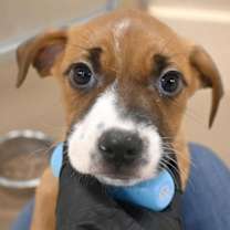 Thumbnail photo of Mop #1