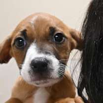 Thumbnail photo of Mop #2