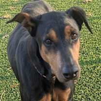 Thumbnail photo of Ivy #1