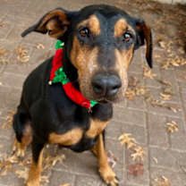 Thumbnail photo of Ivy #2