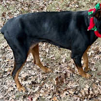 Thumbnail photo of Ivy #3