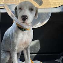 Thumbnail photo of Thor #4