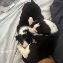 Thumbnail photo of Freckles #2