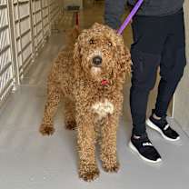 Thumbnail photo of Gibson #1