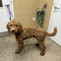 Thumbnail photo of Gibson #2