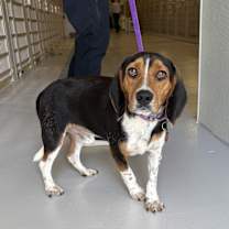 Thumbnail photo of Hambone #1