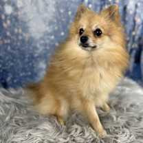 Thumbnail photo of Jingle #2